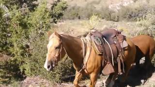 O RO Ranch horses Bringing down the wild cattle [upl. by Ab704]