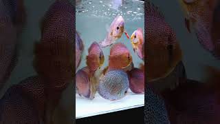 Beautiful discus variety they are blowing your mind short shorts youtubeshorts [upl. by Skurnik458]