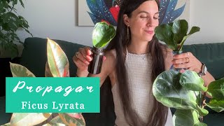 Cómo propagar tu Ficus Lyrata multiplicación y reproducción de esquejes de tallo y hoja [upl. by Bryana]