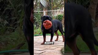 Rottweiler Vs Doberman  Can Rottweiler Beat This Dog [upl. by Kevan553]