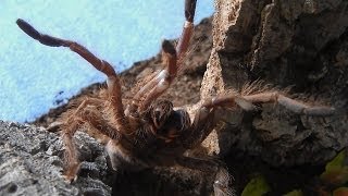 Very rare aggressive tarantula Monocentropus lambertoni Inferion7 [upl. by Ibbetson]