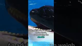 Orca vs Great White Shark The Ultimate Ocean Predator Showdown 🦈🐋 [upl. by Calabrese]