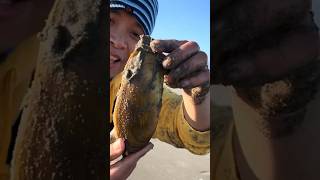 BIGGEST Razor Clam FOUND [upl. by Sacrod]