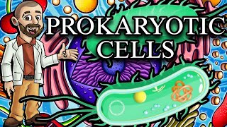 Prokaryotic Cells Characteristics Structures and Functions [upl. by Ettellocin]