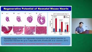 Cardiomyocyte Cell Cycle amp Regeneration [upl. by Anaujit890]