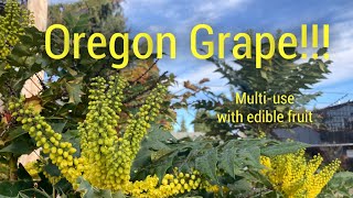 Mahonia Oregon Grape Easytogrow edible plant has MANY uses [upl. by Kaylee]