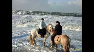 gut Pferde Reiten am Meer  Strandritte Sylt  geniale Erlebnisse  ohne Dressur amp Springen 2014 [upl. by Yarahs]