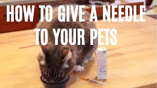 How To Give A Needle To Your Dog or Cat [upl. by Lyram114]