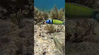 A Trumpet Fish sneaking around the Gorgonias Awesome camouflage [upl. by Mattah]