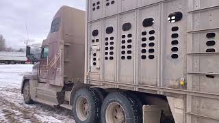 Tagging  Loading amp Auctioning  A Winter Day With Jumping Deer Creek Organic Enterprises [upl. by Blinnie]