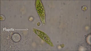 Euglena  The Flagellate [upl. by Nuhs]