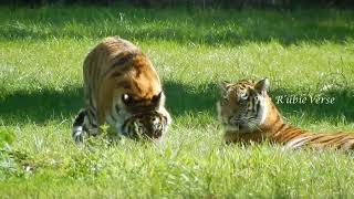 Tiger at Woburn Safari Park [upl. by Ha]