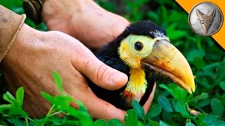 Rescued Baby Toucan [upl. by Kelcy]