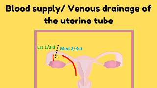 Blood supply and venous drainage of the uterine tube [upl. by Amabelle975]