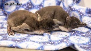 Meet two adorable macaroni penguin chicks [upl. by Nahtannhoj]