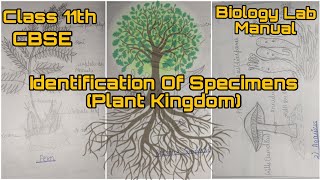 Identification of specimens class 11th lab manual CBSELab manual plant Kingdom class 11th [upl. by Desirea]