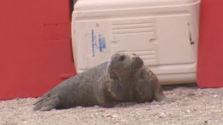 Seals released after rescue rehab at Mystic Aquarium [upl. by Osnerol]