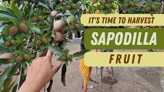 Harvest sapodilla fruit and eat it yourself [upl. by Ynattir]