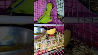 mitthu pyareparroting parrot parrottalking parrotlover [upl. by Douglass]