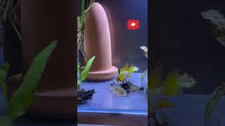 german blue ram  How to care for German Blue Ram Cichlids  bolivian ram  ram cichlids shorts 4k [upl. by Edin653]