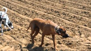 rhodesian ridgeback and dalmatian [upl. by Ennaerb668]