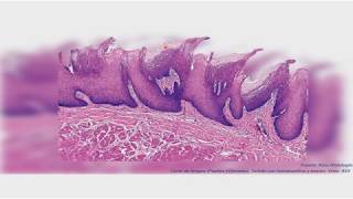 Histología del sistema digestivo I Cavidad oral UNIDAD 12 [upl. by Sausa]