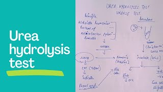 urea hydrolysis testurease test in microbiology biochemical test in microbiology [upl. by Fons253]