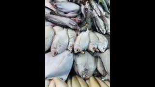 SAGAR FISH VERITY ☺️ music foodseafood fishing viralvideo [upl. by Nanam]