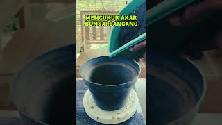 Cutting pres akar dan ganti media tanam bonsai bonsaiart bonsaitree bonsaisancang bonsaiplant [upl. by Yanffit]