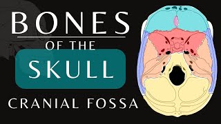 Cranial Fossa Anatomy  Bones of the Skull  Anatomy and Physiology skull shorts [upl. by Rivi230]