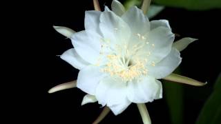 Time lapse of Epiphyllum pumilum blooming [upl. by Melisandra]