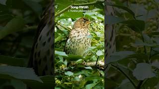 Handsome Song Thrush perched at eye level [upl. by Esirec]