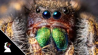 Jumping Spider Facts Mini Documentary  Exploring Salticidae Spiders Science [upl. by Annavaig297]