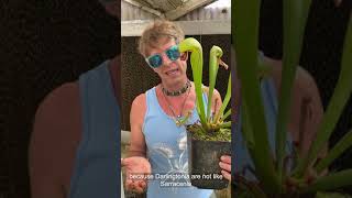 Cobra Plant Darlingtonia Care and Seed Sowing [upl. by Angelia]