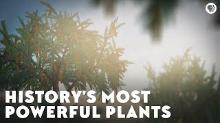 Historys Most Powerful Plants [upl. by Nylidnam992]