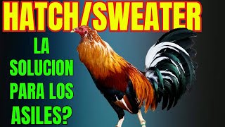 SWEATERHATCH POR QUE DEBERIAS HACER ESTA CRUZA [upl. by Shapiro]