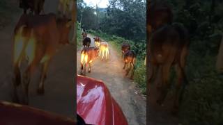 Kalady plantation road  cattle  forest  ride  kochi [upl. by Ainslie]