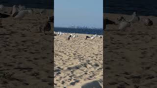 seagulls wind nyc naturenatural ocean [upl. by Haldan]