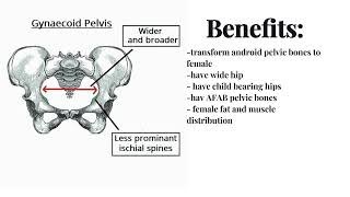 male to female pelvic structure  booster gynecoid pelvis [upl. by Cleavland656]