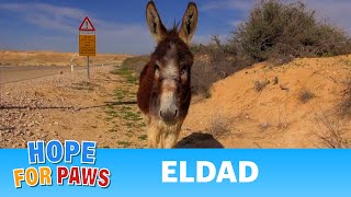 Donkey Rescue in Israel  If you liked the video please share it story [upl. by Socem]