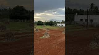 Freshly ploughed field is a feast ground for birds timelapse peedampalli coimbatore [upl. by Suivatram]