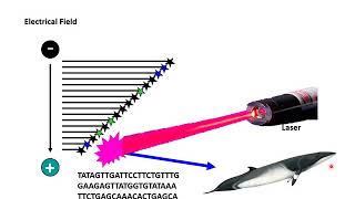 Aula 8  Sequenciamento de DNA  Método Sanger [upl. by Xylon]