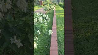 flowers ytchanne love nature viralvideo viralvideo video viralreels [upl. by Arakat]