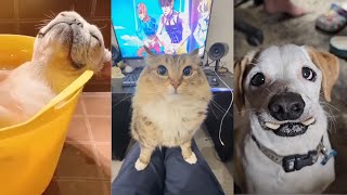 Funniest Cats and Dogs 😂 Ultimate Pet Fails Compilation Part 33 Cant Stop Laughing [upl. by Nadean]