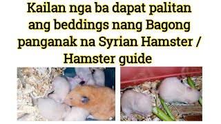 Kailan nga ba dapat palitan ang beddings nang Bagong panganak na Syrian Hamster Hamster guide [upl. by Lockwood389]