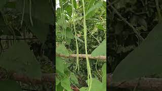 Long beans on trellis 1211 enjoying rural life gardening amp nature rurallife gardening nature [upl. by Niehaus]