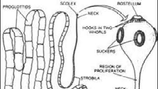 Diagnosis treatment and control of Taenia solium cysticercosis [upl. by Rosy69]