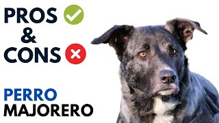 Perro Majorero Dog Pros and Cons  Majorero Dog Advantages and Disadvantages [upl. by Junette]