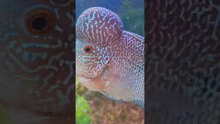 fish pufferfish aquarium thefishfans fishing puffer [upl. by Buchalter]