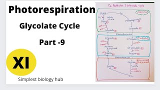 Photorespiration  Glycolate Cycle  C2 Pathway  Neet  NCERT Syllabus Class 11  Part  9 [upl. by Annohsak]